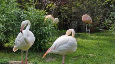 James's flamingo (Phoenicoparrus jamesi)