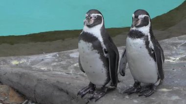 Humboldt penguenleri, spheniscus humboldti