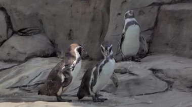 Humboldt penguenleri, spheniscus humboldti