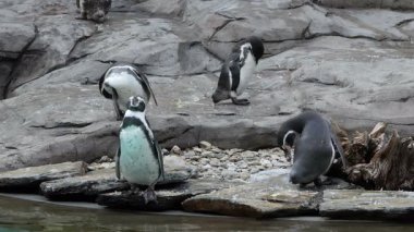 Humboldt penguenleri, spheniscus humboldti