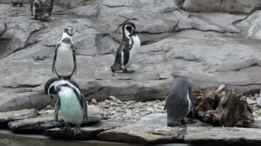 Humboldt penguenleri, spheniscus humboldti