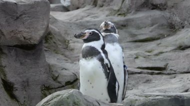 İki Humboldt pengueni, spheniscus humboldti