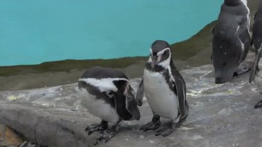 Humboldt penguenleri, spheniscus humboldti