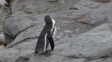 Humboldt pengueni, spheniscus humboldti