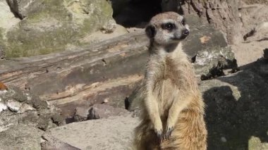 Çöl faresi. Suricate. Suricata suricatta.