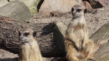 Fundalıklardır. Suricate. Suricata suricatta.