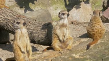 Fundalıklardır. Suricate. Suricata suricatta.
