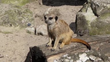 Çöl faresi. Suricate. Suricata suricatta.