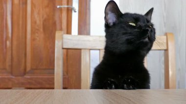 Aç kedi oturan tablo koklama ve yemek için bekliyor. Komik