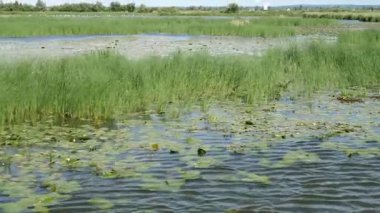 Druzno Lake, Elblag, Polonya. Kuşlar rezerv