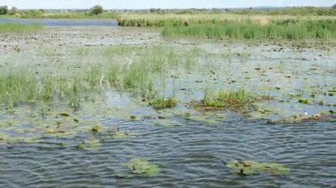 Kuşlar rezerv Druzno Gölü, Elblag, Polonya