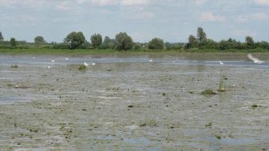 Kuşlar rezerv Druzno Gölü, Elblag, Polonya