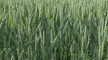 Alan bahar, yeşil buğday