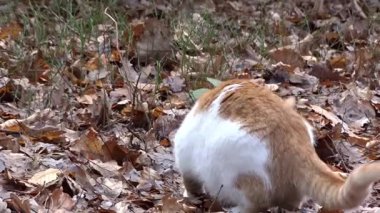 Ormanda oynayan iki kedi