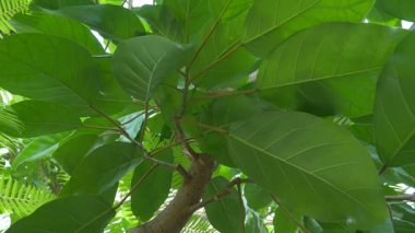 Ficus macrophylla, Moreton Bay incir bilinen