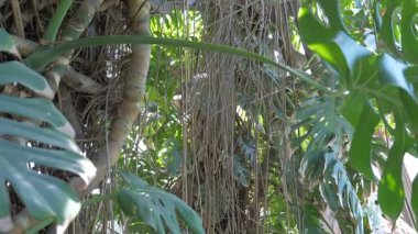 Bitkiyi pertusum bitki (monstera deliciosa)