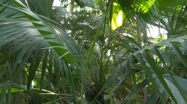 Sabal palm blackburniana. Bitkiler
