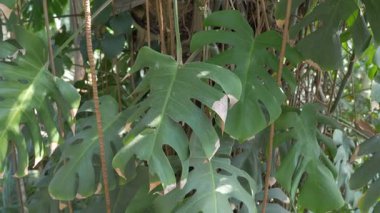 Bitkiyi pertusum bitki (monstera deliciosa)