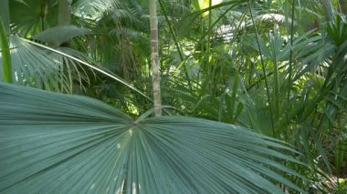 Sabal palm blackburniana. Bitkiler
