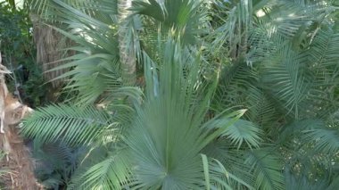 Sabal palm blackburniana. Bitkiler