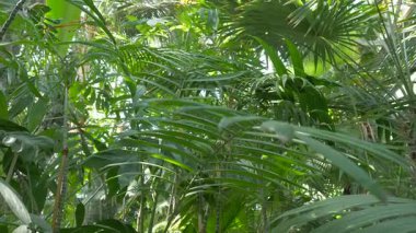 Tropik orman bitkileri. Bitkiler