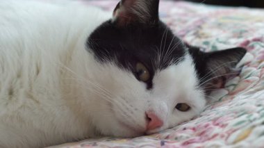 Kedi gözleri bir sinek izliyorsunuz 