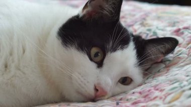 Kedi gözleri bir sinek izliyorsunuz