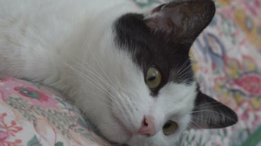 Kedilerin gözleri bir sineği takip 