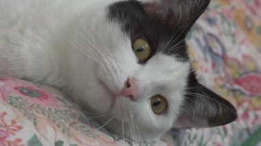 Kedilerin gözleri bir sineği takip eder.