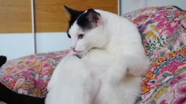 Kedi kürkünü temizliyor. Evcil hayvan closeup çekim