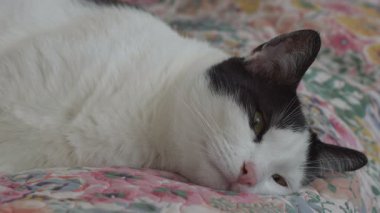 1 numaralı yatakta yatan bir kedinin portresi.