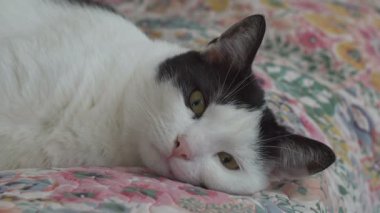 Yatakta yatan bir kediportresi 