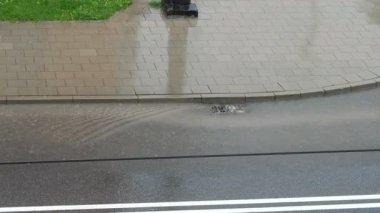 Şiddetli yağmur bir şehirde. Yağmurda araba. Hava durumu