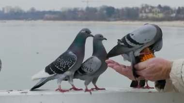 Yaşlı adam ile Mısır güvercin besleme