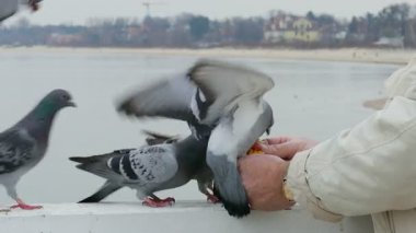 Yaşlı adam ile Mısır güvercin besleme
