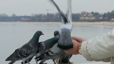 Yaşlı adam ile Mısır güvercin besleme