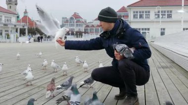 Adam rıhtımda kuşları besliyor.