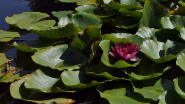 Nymphaea alba. Avrupa nilüfer. Nenuphar
