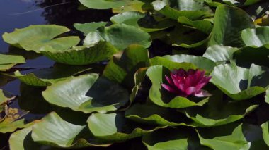 Nymphaea alba. Avrupa nilüfer. Nenuphar
