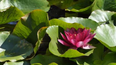 Nymphaea alba. Avrupa nilüfer. Nenuphar