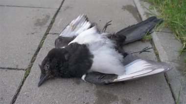 Bir kentte ölü Avrasya saksağanı veya sıradan saksağan (Pica pica)