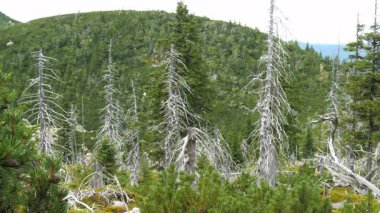 Ölü ağaçlar. CO2 ve So2 emisyon. Hava kirliliği