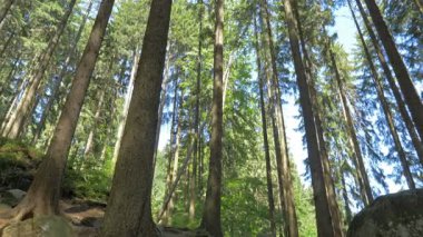 Orman ağaçları. Bir ormandaki yüksek ağaçlar güneş parlar