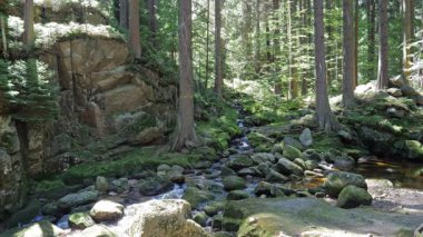 Büyülü, vahşi dağ ormanları, derede saf su.
