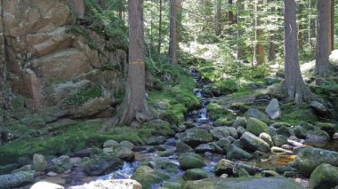 Büyülü, vahşi dağ ormanları, derede saf su.