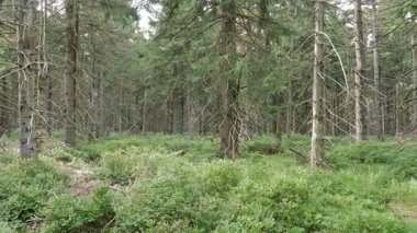 Ölü ağaçlar. CO2 ve So2 emisyon. Hava kirliliği