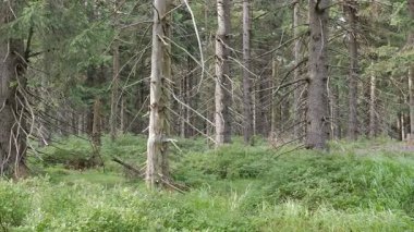 Ölü ağaçlar. Hava kirliliği. Co2 ve So2 emisyonu.