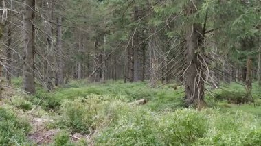 Ormandaki ölü ağaçlar. Hava kirliliği. CO2 ve So2 emisyonu.