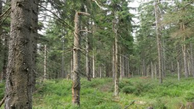 Ormandaki ölü ağaçlar. Hava kirliliği. CO2 ve So2 emisyonu.