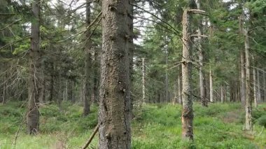 Ormandaki ölü ağaçlar. Hava kirliliği. CO2 ve So2 emisyonu.